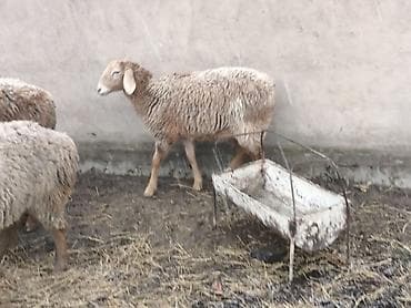 Индюки: Продаю | Овца (самка) | Для разведения | Матка — 4