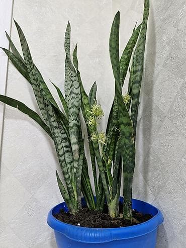 Текчелер, стеллаждар, секичелүү койгучтар: Гүлдөр үчүн текче, этажерка, Темир — 3