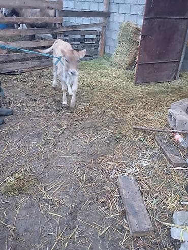 бычок телка: Продаю | Музоо, торпок | На откорм — 5