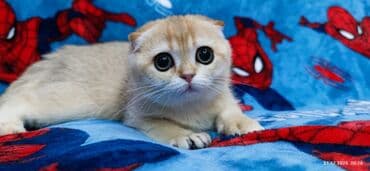 буудай сатылат: Скотиш Фолд (Шотландиялык шалпаң кулак), 3 айлык, Ургаачы, Алтын шиншилла — 2