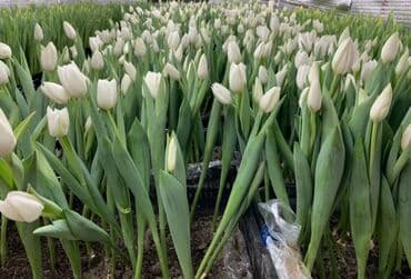 тюльпан оптом бишкек: Принимаем заказы на луковицу тюльпана, гиацинта, крокуса — 29