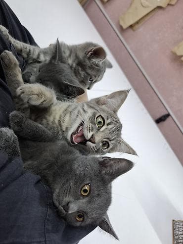 Продажа кошек: Кошка даром: Британская короткошёрстная, Мальчик — 3