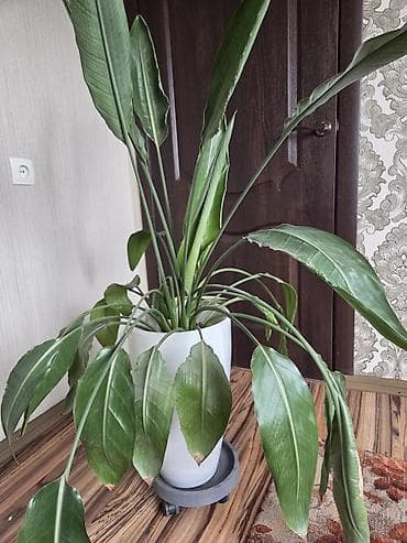 Стрелиция (райская птица) в горшке - Комнатное декоративно-лиственное — 2