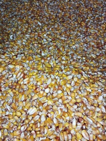 кукуруза продаю: 🧑🏻‍🌾 Продаю Сенаж Силос и Кукуруза 🌽!!! Продаю Солома Ячмень — 5