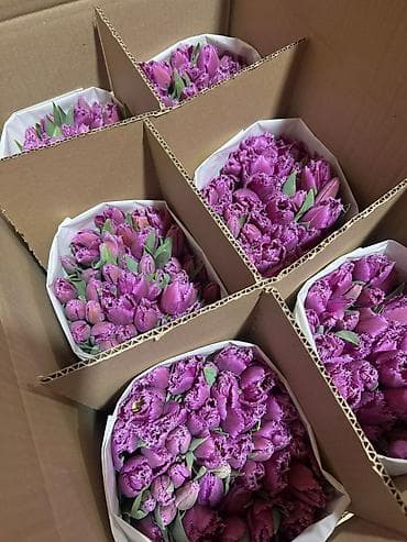 ballet universal: Тюльпаны оптом — 6