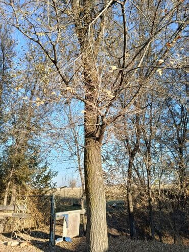 бу спальный гарнитур бишкек цены: Продам взрослое плодовое дерево (орех/грецкий орех) — 1