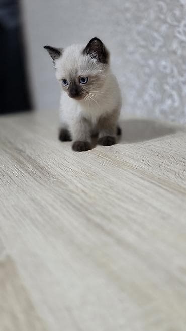 отдам в добрые руки: Беспородная, 2 месяца, Мальчик, Приучена к лотку — 5