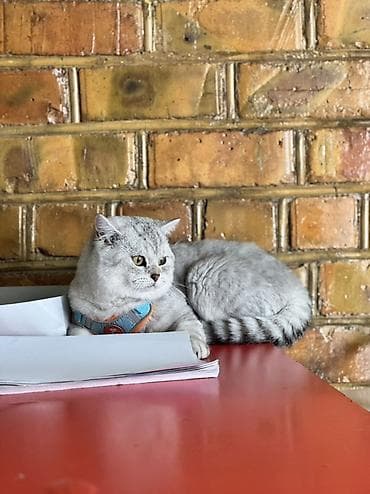 тайские кошки цена: 1 год, Мальчик, Серебристая шиншилла, Приучена к лотку — 2