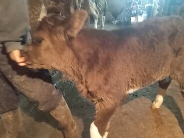 купить медогонку бу: Продаю | Бык (самец) | Для молока — 4