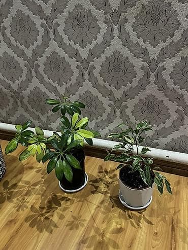 фикус: Фикус Бенджамина вариегатный (Ficus benjamina) в горшке. - Компактный — 3