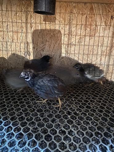 мясо перепелов: Китайские расписные перепелки - Породы/окрасы: смешанные – тёмные — 10