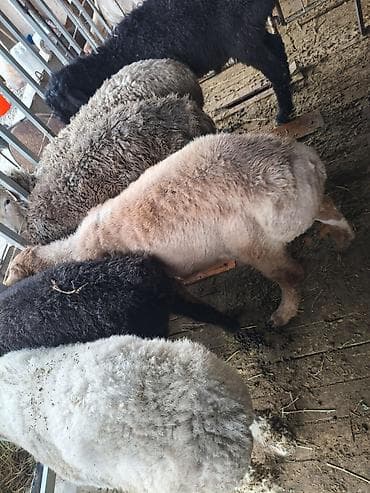 кошка кот: Продаю | Овца (самка) | На забой — 10