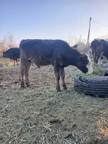 продажа кормов для сельскохозяйственных животных: Продаю | Бык (самец) | Полукровка, Алатауская | На откорм — 5