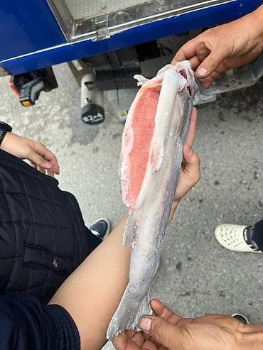 рыбное: Замороженная форель, потрошённая. Характеристики: - Вид: форель — 2