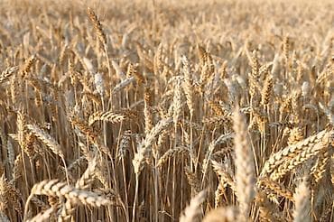 Семена озимой пшеницы канадская Тринити . 2 репродукции цена в поле