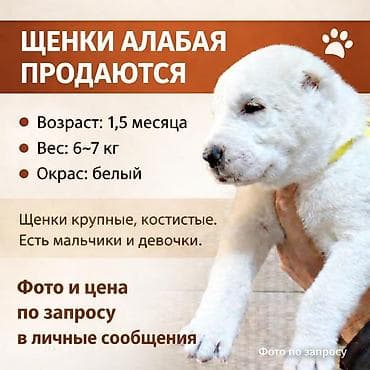 Щенки алабая - Возраст: 1,5 месяца - Вес: 6–7 кг - Окрас: белый