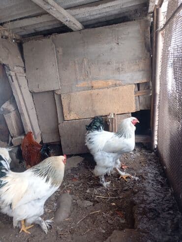 купить щенка немецкой овчарки в бишкеке: Петухи брама 6 месячные в Канте,крупные на племя — 8