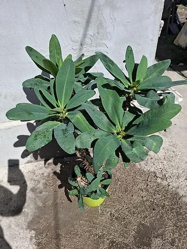 светы для дома: Комнатные растения в горшках 1) Алоэ древовидное (aloë arborescens) - — 5