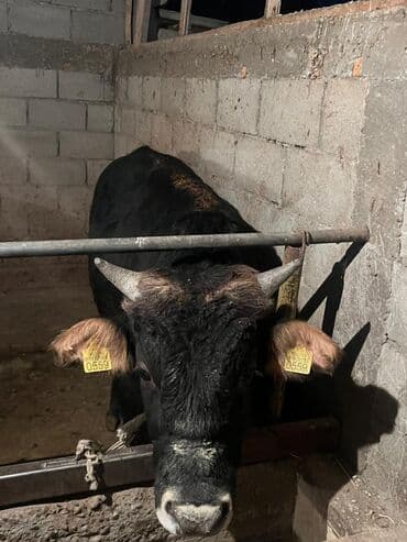 охотничий собак: Продаю | Бык (самец) | На откорм | Племенные — 7