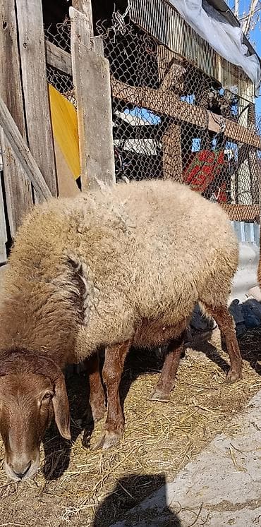 матки: Продаю | Овца (самка) | Арашан | Для разведения | Матка — 3