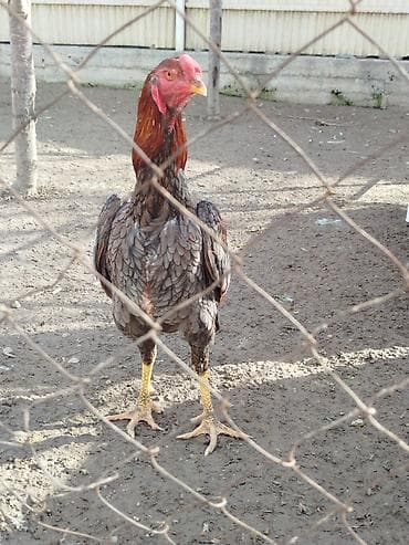 принимаю ящик: Продаю | Куры — 3