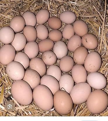 купить аквариум: Продаю яйца курочек породы джерси крупные.на инкубацию — 1