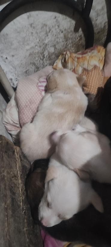 птицы бишкек: Отдам щенят в хорошие руки бесплатно кушают сами — 2