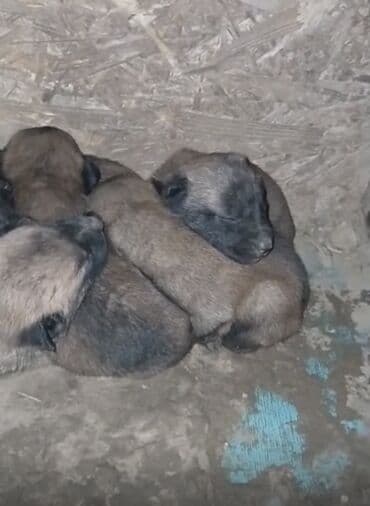 певчие птицы: Щенки, помёт из нескольких малышей серо-палевого окраса с тёмными — 1