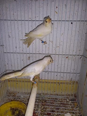 корм витакрафт для волнистых попугаев: Канарейки декоративные, различные окрасы - Птицы певчие, компактные — 2