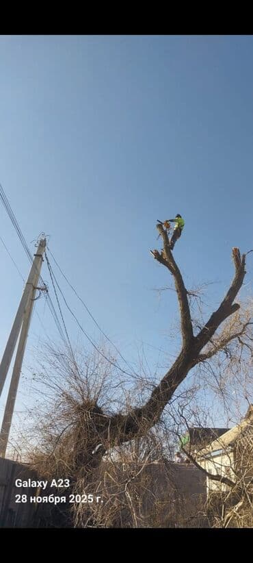 Спил дерево Профессиональные высотные работы по деревьям удаление