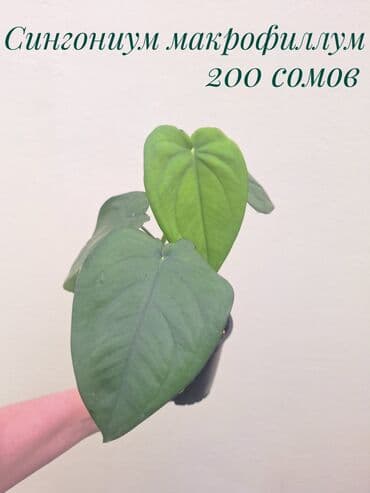 сколько стоит аквариум для рыбок: ● Комнатные растения (укоренённые черенки, молодые растения, взрослые — 5