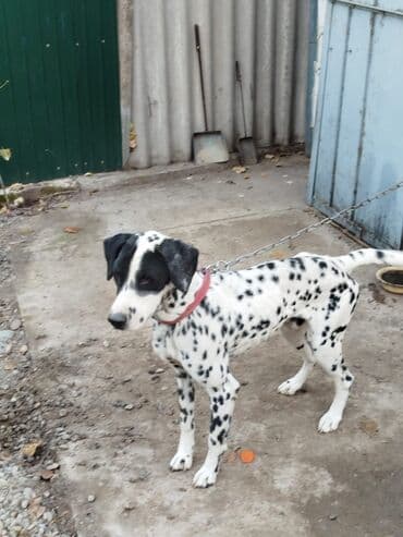 породистые собаки ищут дом: Далматинец (кобель) с классическим белым окрасом в чёрную крапинку. - — 2