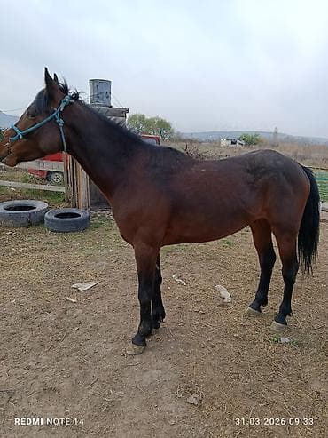 chi su: Продаю | Конь (самец) | Полукровка | Рабочий — 1