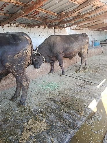ат кара балта: Продаю | Бык (самец) | На откорм | Привязанные — 1