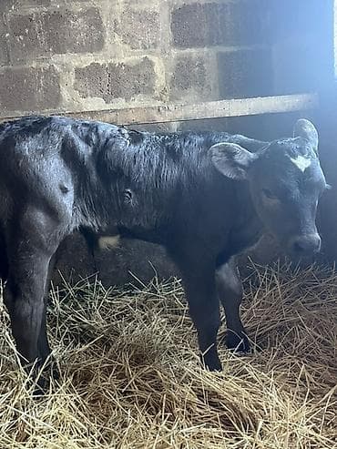 торпок сатам: Сатам | Уй (ургаачы), Бука (эркек), Музоо | Швиц | Көбөйтүү үчүн, Сүт алуу үчүн, Бордоп семиртүү үчүн — 6