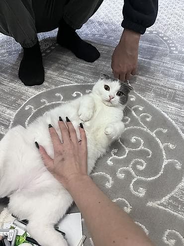 1 800 kgs котяты: Котята, помёт из 4 малышей: - Окрас: сплошной серый (2 котёнка) — 7