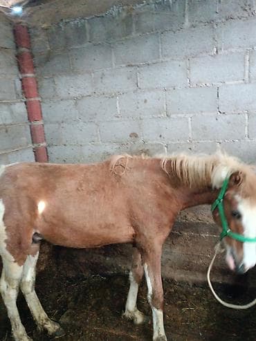 жеребая: Продаю | Жеребец | Для разведения — 4