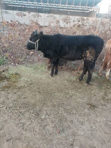 продажа бараны: Продаю | Тёлка | На откорм | Привязанные — 2