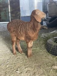 продажа щенков немецкой овчарки с документами в бишкеке: Продаю | Овца (самка) | Арашан, Гиссарская | Для разведения | Ягнившаяся, Матка — 1