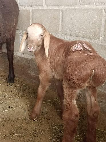 утка лалафа: Продаю | Ягненок | На забой — 2