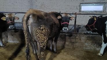 кошки жалал абад: Сатам | Уй (ургаачы), Кунаажын — 7