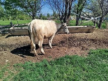 бельги: Продаю | Бык (самец) | На откорм | Привязанные — 1