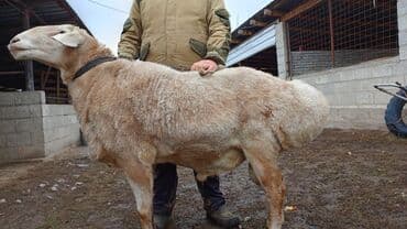 Продаю | Овца (самка) | Для разведения | Матка