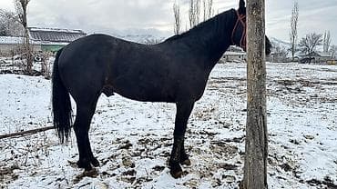 семиз кой кара балта: Сатам | Байтал | Көбөйтүү үчүн — 3