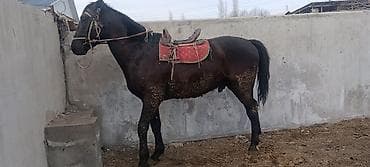 конь ат: Продаю | Конь (самец) | Рабочий | Племенные — 2