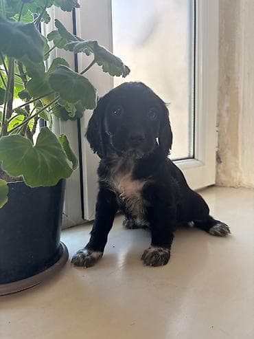 китайский шарпей цена: Продаются Щенки русского охотничьего спаниеля Щенки родились 1 января — 4