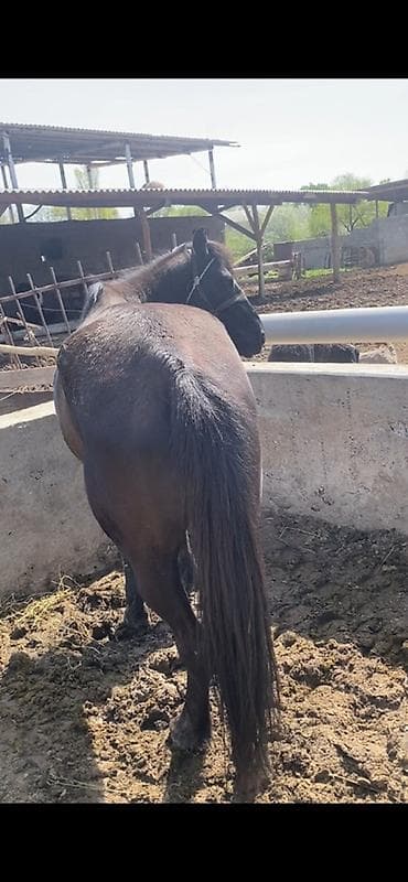 телочки бычки: Продаю | Кобыла (самка) | Для разведения | Племенные — 2