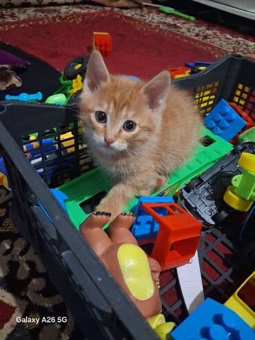 Очаровательные котята - Порода: домашние