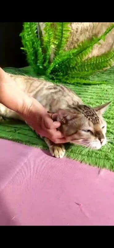 рэгдолл цена бишкек: Бенгал, 2 жаш, Эркек, Ак, Бычылган, Лотокко барууга үйрөтүлгөн, Курттардан тазаланган — 4