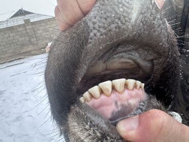 Уйлар, букалар: Сатам | Кунаажын | Швиц | Көбөйтүү үчүн | Асыл тукумдуу, Бооз — 4